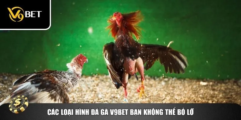 Các loại hình đá gà V9bet bạn không thể bỏ lỡ