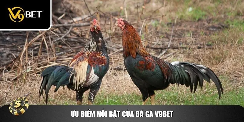Sân chơi đá gà với nhiều ưu điểm nổi trội